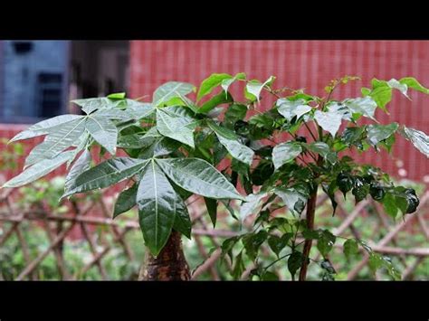 室外擋煞植物|什麼樹可以擋煞？風水植物推薦與擺放攻略 